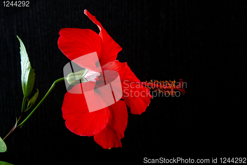 Image of Hibiscus rosa-sinensis