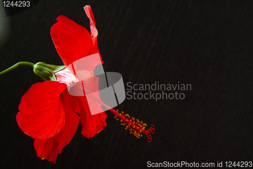 Image of Hibiscus rosa-sinensis