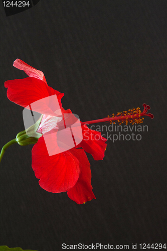 Image of Hibiscus rosa-sinensis