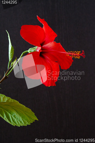 Image of Hibiscus rosa-sinensis