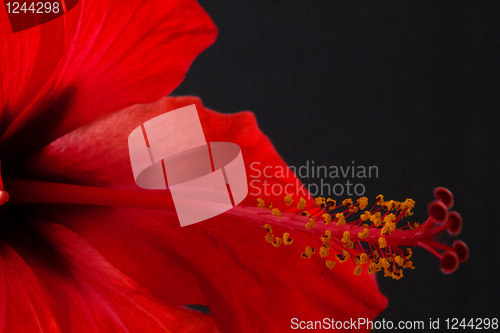 Image of Hibiscus rosa-sinensis