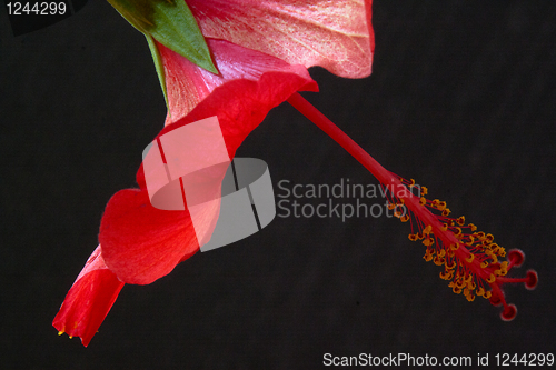 Image of Hibiscus rosa-sinensis