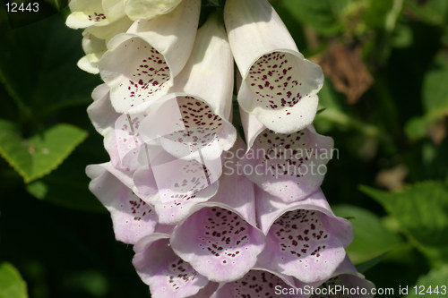 Image of Foxglove