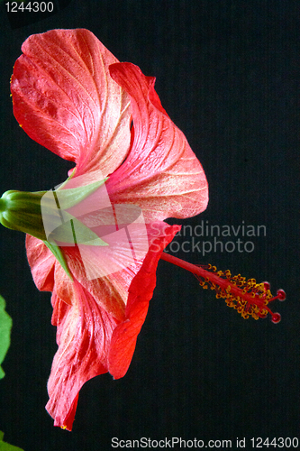 Image of Hibiscus rosa-sinensis