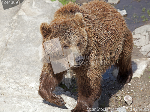 Image of Brown bear