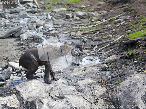 Image of Brown bear