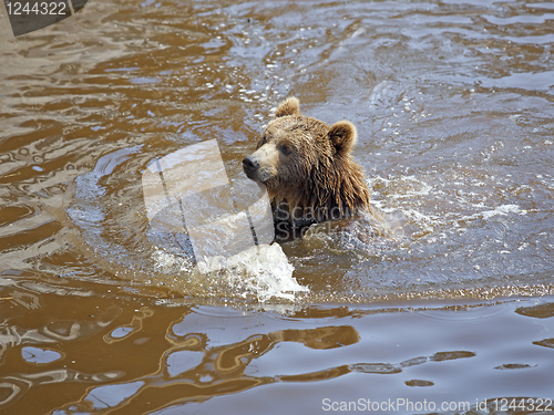 Image of Brown bear