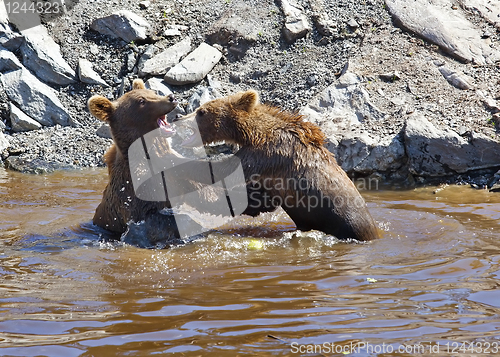 Image of Brown bear