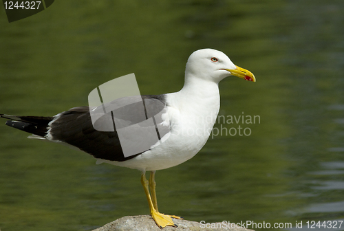 Image of Lesser Black-backed Gull