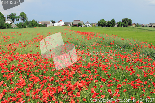 Image of Poppy flowers