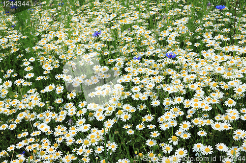 Image of Chamomile