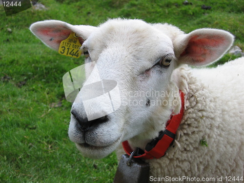 Image of Sheep's head