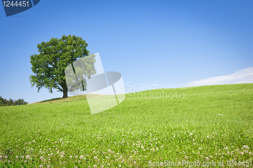 Image of tree green meadow