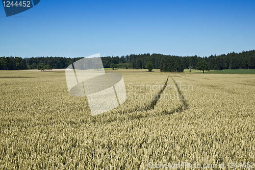 Image of wheat