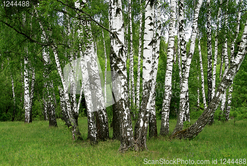 Image of birch trees