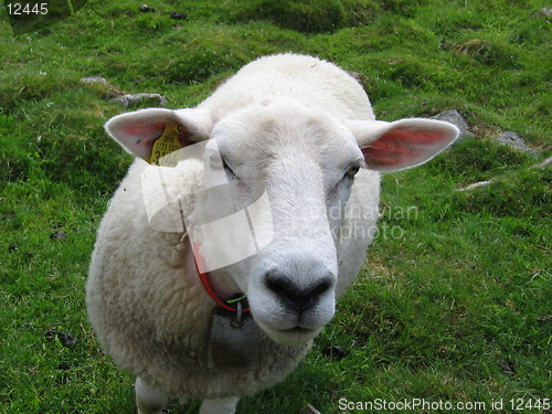 Image of Courious sheep