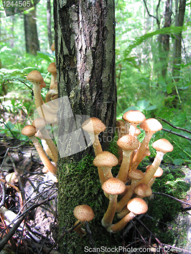 Image of honey mushrooms growing at tree