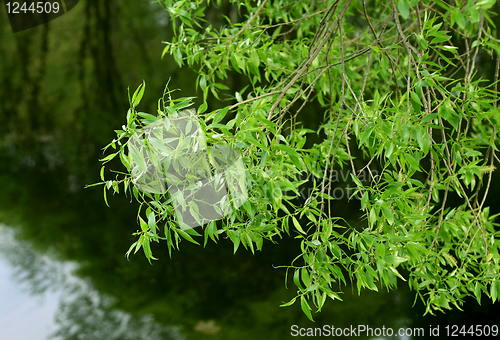 Image of branch of willow tree 