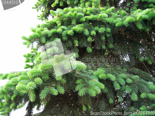 Image of pine branches with young runaways