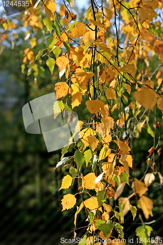 Image of beautiful autumn leaves of birch tree