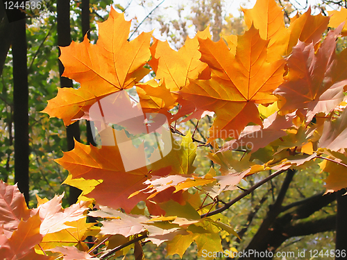 Image of autumn leaves of maple tree 