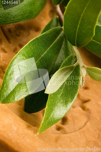 Image of Natural Olive Soap With Fresh Branch
