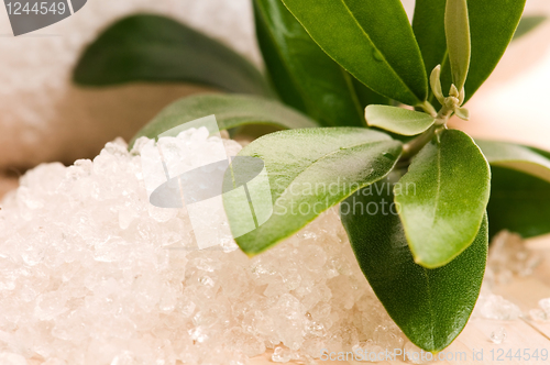 Image of Sea Salt With Fresh Olive Branch. Spa And Wellness 