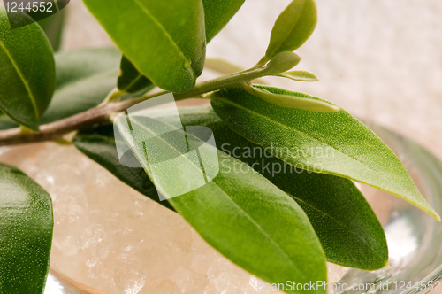 Image of Sea Salt With Fresh Olive Branch. Spa And Wellness 