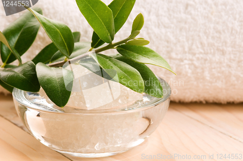 Image of Sea Salt With Fresh Olive Branch. Spa And Wellness 