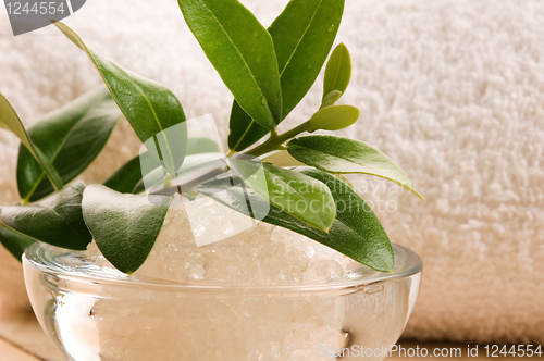 Image of Sea Salt With Fresh Olive Branch. Spa And Wellness 