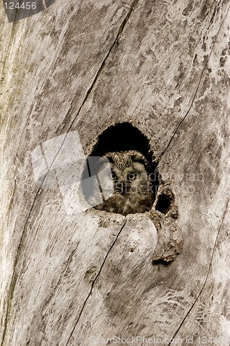 Image of Owl