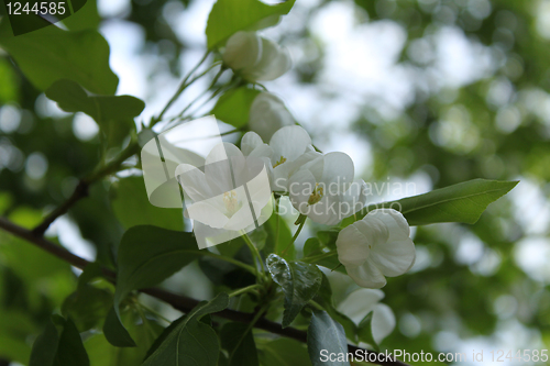 Image of Apple-tree flowers