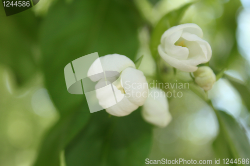 Image of Apple-tree flowers