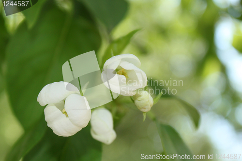 Image of Apple-tree flowers