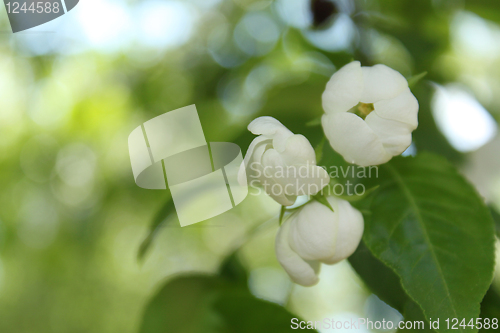 Image of Apple-tree flowers