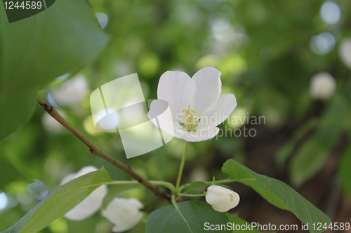 Image of Apple-tree flowers