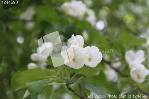 Image of Apple-tree flowers