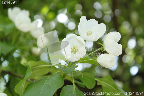 Image of Apple-tree flowers