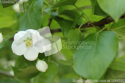 Image of Apple-tree flowers