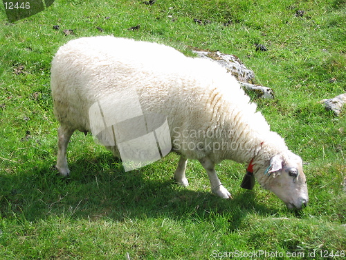 Image of A sheep eating grass