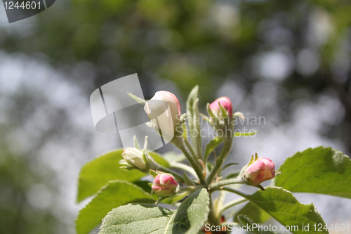 Image of Apple-tree flowers