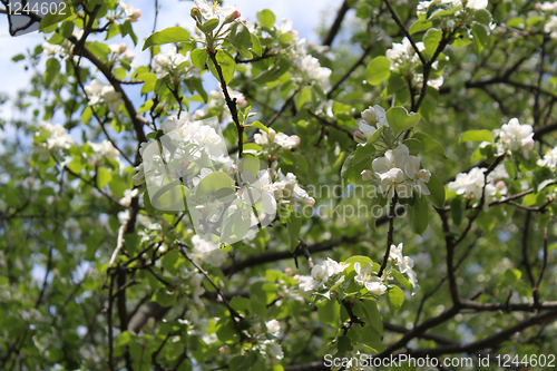 Image of Apple-tree flowers