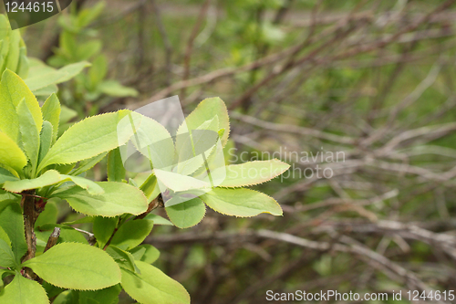 Image of barberry