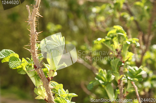 Image of hawthorn