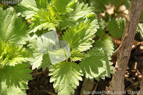 Image of nettle