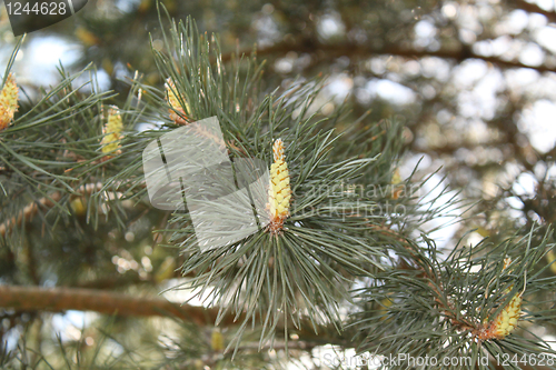 Image of Young sprout of a pine