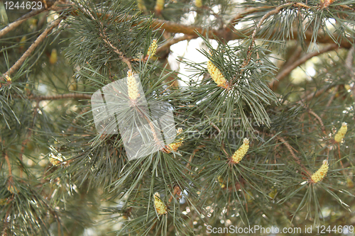 Image of Young sprout of a pine