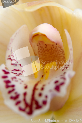 Image of Orchid flower close-up, selective focus 