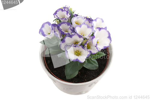 Image of Beautiful violet flower