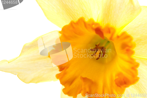 Image of Hyacinth flower